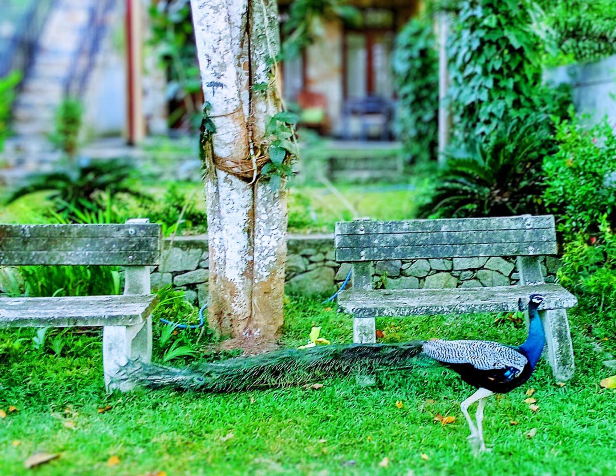 Amour At Turtle Beach Tangalle Exterior foto