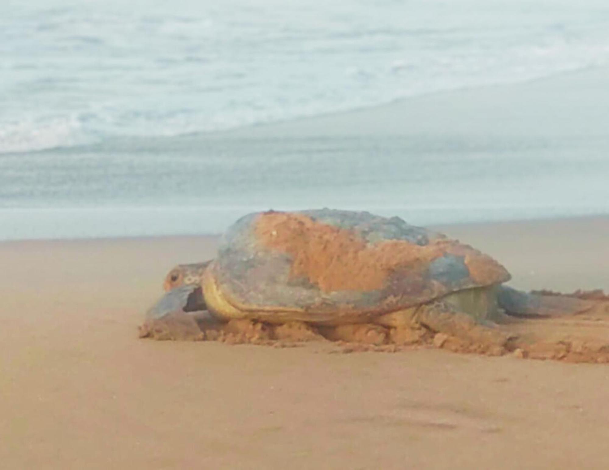 Amour At Turtle Beach Tangalle Exterior foto