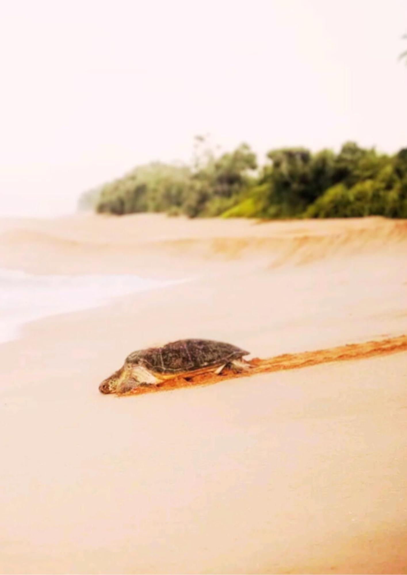 Amour At Turtle Beach Tangalle Exterior foto